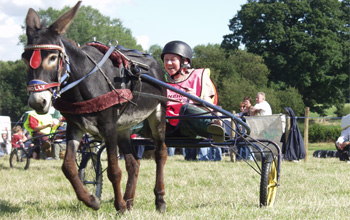 Donkey derby's great fun for any venue or event