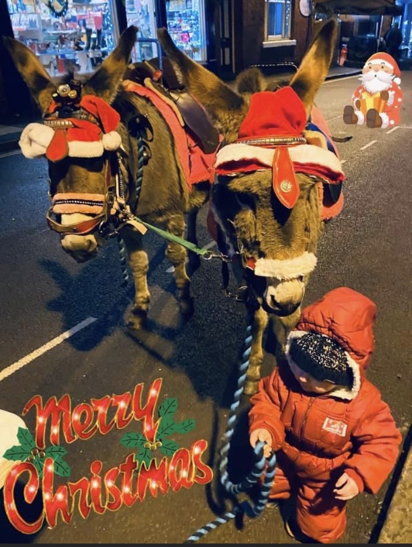 Stonehill Donkeys, Donkeys for hire for all occassions. Donkeys and