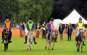 Donkey derbys are fantastic fundraisers, racing donkeys a great main attraction and supervised by our own staff hire Stonehill donkeys for your donkey derby event. 