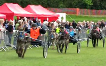 Donkey racing great fun book a driven donkey derby with Stonehill Donkeys donkey hire