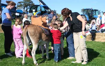 Donkey hire for education and entertainment, Donkeys can be very educational we come to your School or venue to entertain and educate children, they can ride and drive a donkey