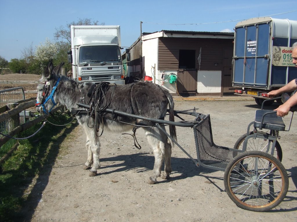 Donkeys for sale Donkey Tack for sale Stonehill Donkey's find a