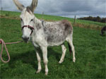 Maney Donkey for sale