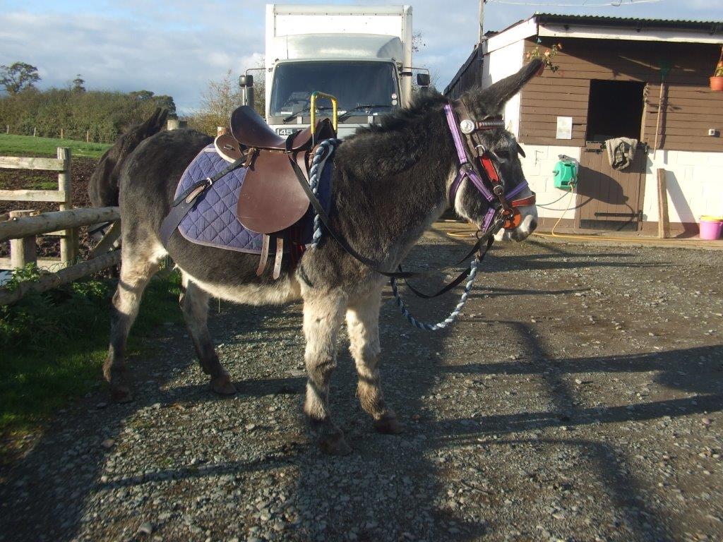 Donkeys for sale Donkey Tack for sale Stonehill Donkey's find a