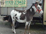 Michelle Donkey for sale
