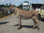 Freddie Teddy Donkey for sale