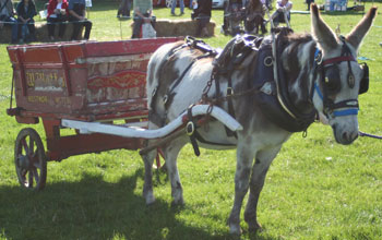 Donkey Roadshows - Donkeys their work through the ages - Various static exhibits  photos, harness, tack, vehicles. Donkeys pulling various vehicles and commentary