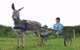 Stonehill Donkeys provide donkeys for  Special events and appearances, Christenings, Birthday Party, TV and Theatre church events stag and hen party's. Donkey hire for Great entertainment.