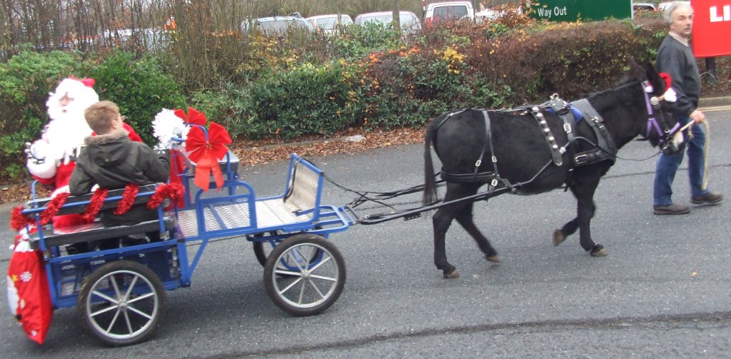 Daves Donkey hire special events delivering Santa this Christmas to Dobbies garden centre Shrewsbury Shropshire